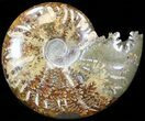 Cleoniceras Ammonite Fossil - Madagascar #44320-1